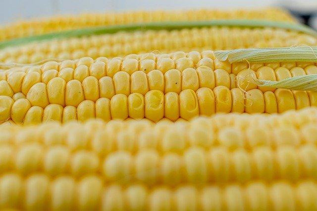 corn-5199393_640