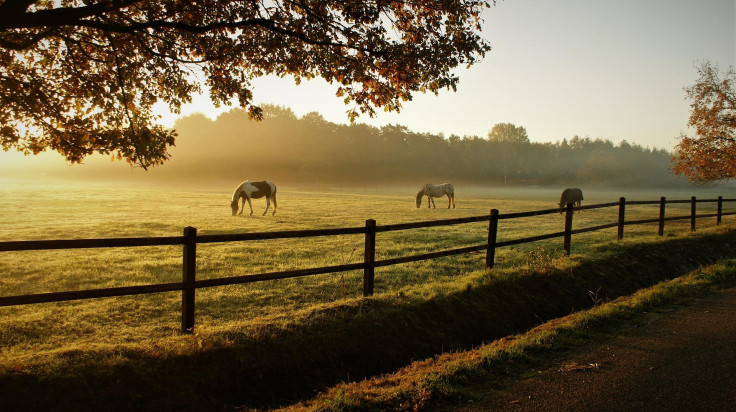 horses-5716127_1920