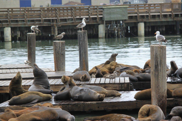 Sea Lions