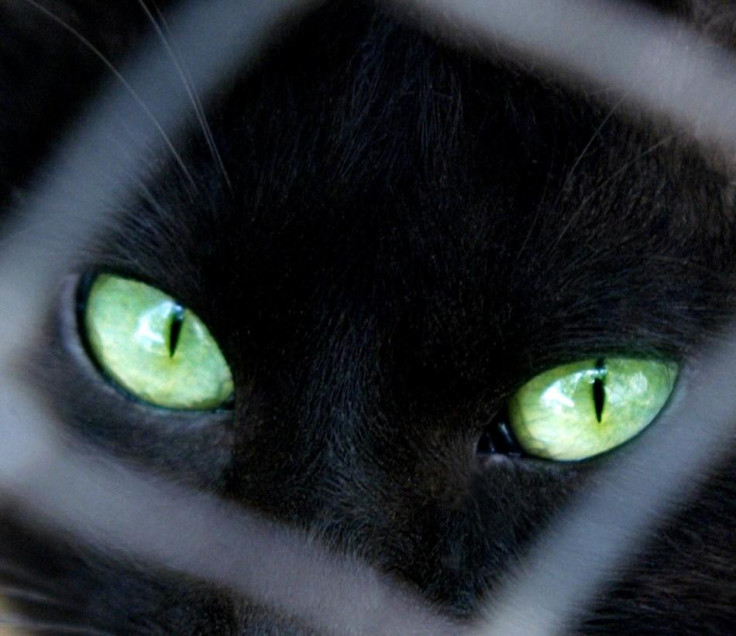 A looks through its cage at a pet shop in Amman