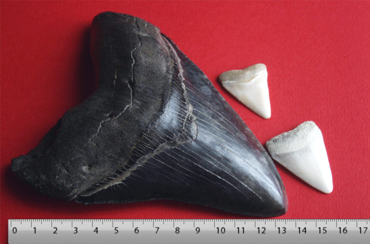 Megalodon_tooth_with_great_white_sharks_teeth-3
