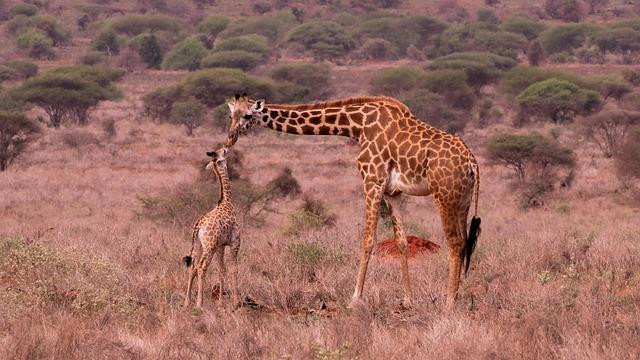 giraffes-gc96053bae_640