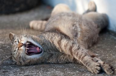 Health Benefits Of Being Lazy