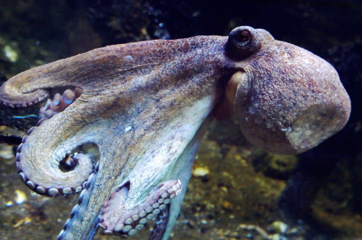 octopus