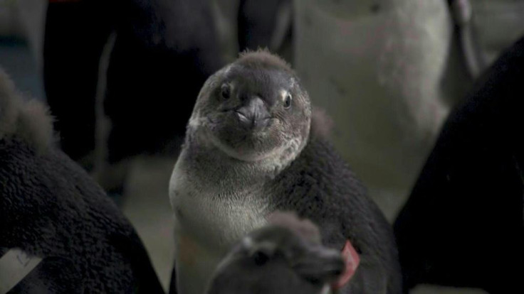 Cargo ships refuel within five kilometers of the world's largest breeding colony of African penguins, near the South African city of Port Elizabeth. But the species' numbers have dwindled in the tourism hotspot, raising alarms among environmental experts