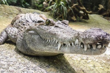 crocodile-1660512_960_720