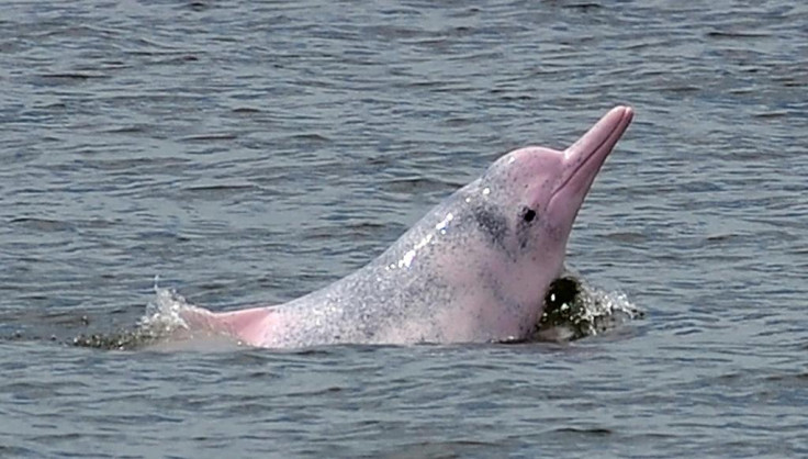 Chinese white dolphins, known as 'pink dolphins', are back