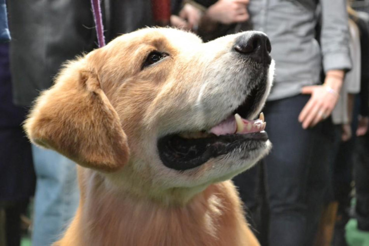 Golden Retriever