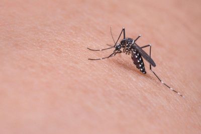 mosquito-719613_1280