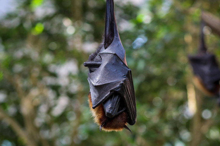 flying-fox-6533266_1920