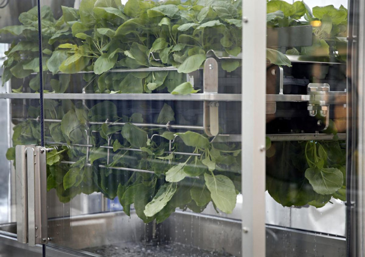 Nicotiana benthamiana plants are dipped in a solution during the infiltration process at Medicago greenhouse in Quebec City