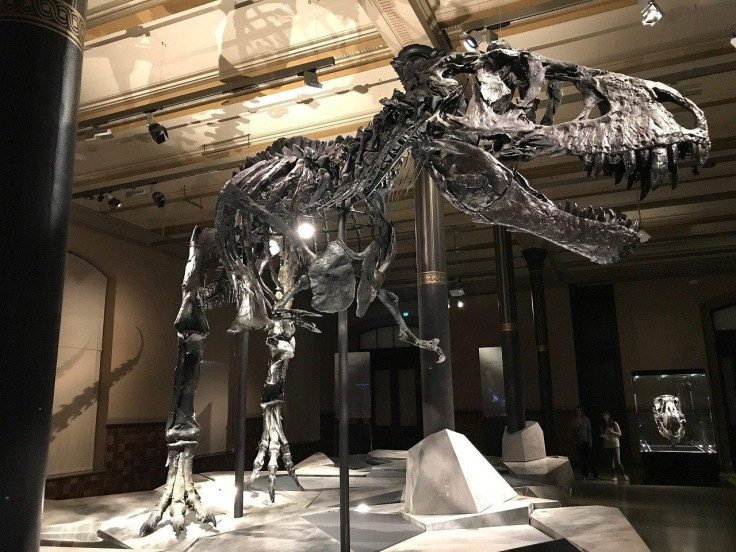 T. Rex, Tyrannosaurus Rex, Dinosaur, Museum