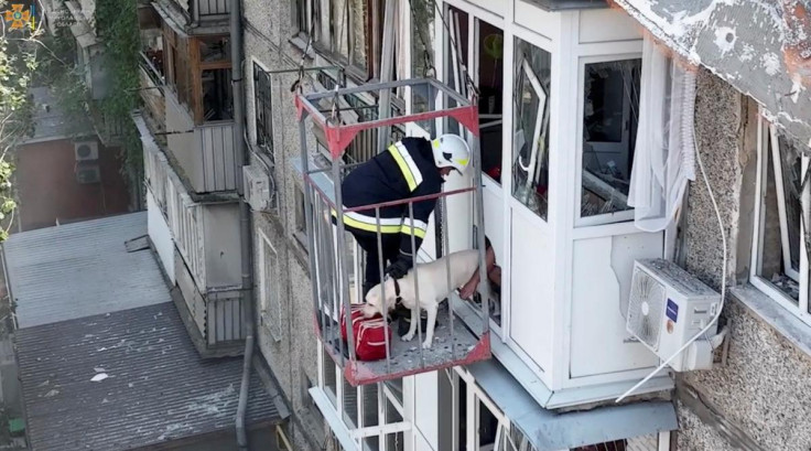 Rescuers evacuate a dog from a damaged residential building in Mykolaiv